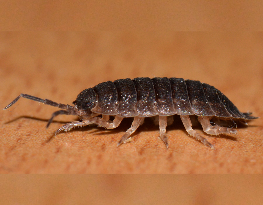 cochinilla